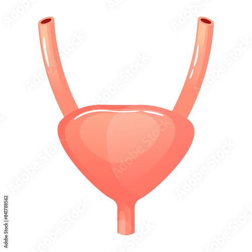 Human bladder internal organ