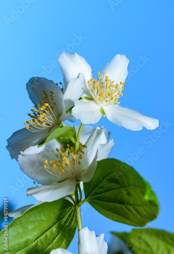 Philadelphus sp. -  (mock-orange), delicate white fragrant flowers of a bush photo