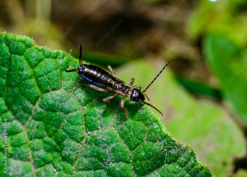 European earwig Forficula auricularia - insect on a background of green leaves European earwig Forficula auricularia - insect on a background of green leaves