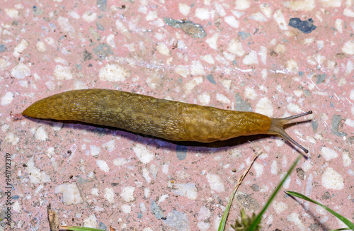 Limacus flavus - crawling yellow slug in the garden photo