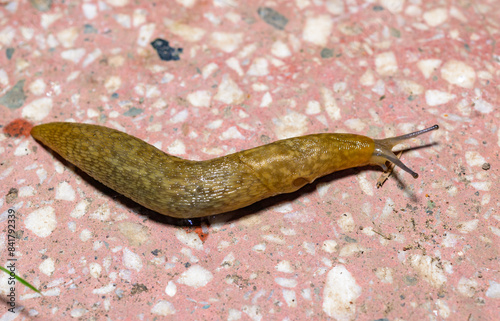 Limacus flavus - crawling yellow slug in the garden photo