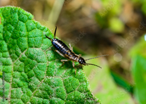 European earwig Forficula auricularia - insect on a background of green leaves