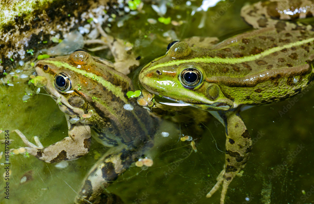The marsh frog (Pelophylax ridibundus), frog in water The marsh frog (Pelophylax ridibundus), frog in water
