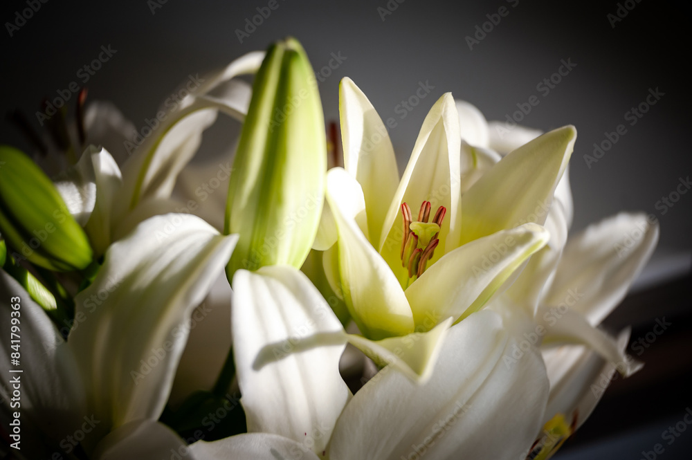 White Lily close-up. Beautiful white lily blooming. White Lily close-up. Beautiful white lily blooming.