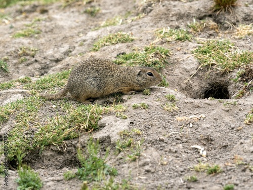 Obraz na płótnie European ground squirrel, Spermophilus citellus, cautiously approaches its burrow w salonie