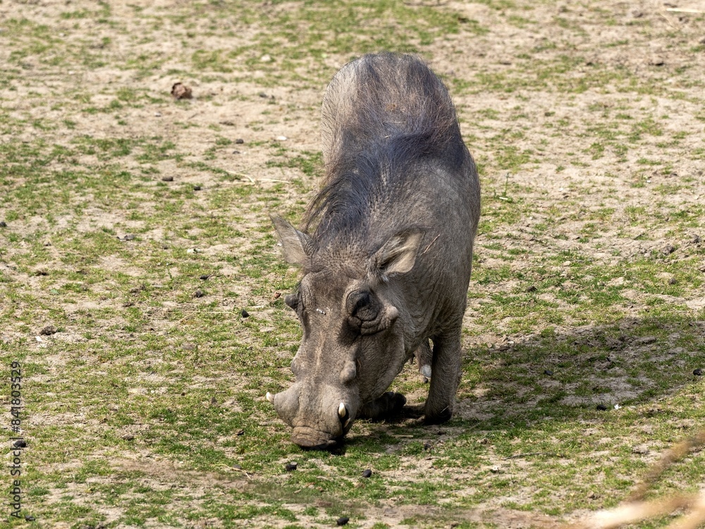 The Desert Warthog, Phacochoerus aethiopicus, always grazes on its knees