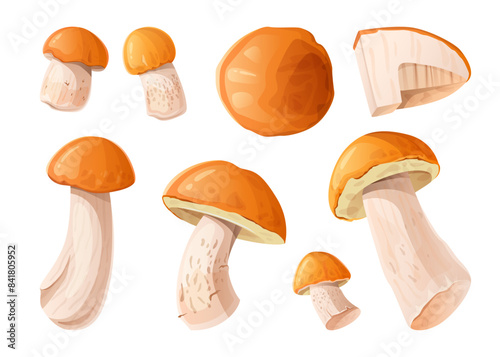 Set of orange-capped boletus mushrooms.