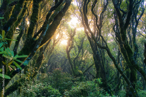 Mysterious woodland lush tropical rainforest with sunlight shines
