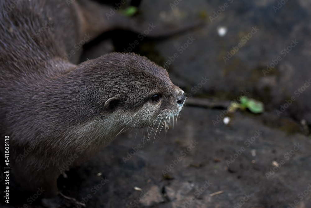 close up of a cute otter. sweet whiskered face, shot with a macro lens. close up of a cute otter. sweet whiskered face, shot with a macro lens.