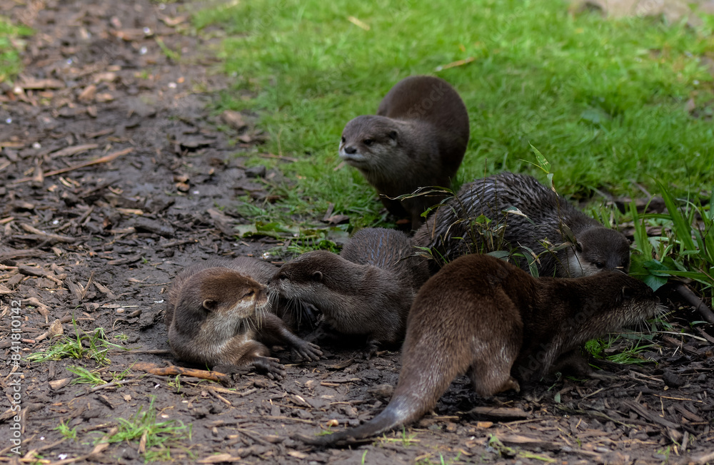 group of otters, nature reserve photography. cute brown otters outside group of otters, nature reserve photography. cute brown otters outside