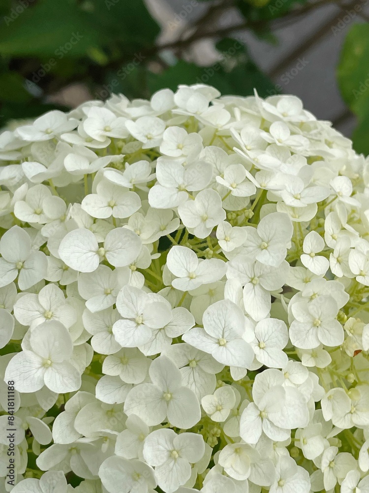 紫陽花・アナベル 紫陽花・アナベル