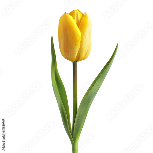 Close-up of a vibrant yellow tulip in full bloom with green leaves on a white background. Perfect for springtime or floral photography concepts.
