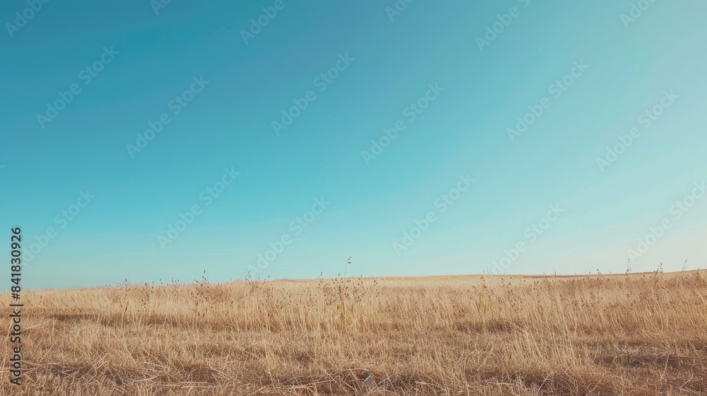 Dry grass in a field under a clear blue autumn sky