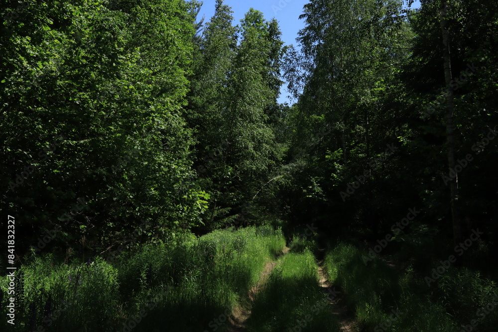 Fototapeta premium A path overgrown with grass in a beautiful magical forest on a sunny day.