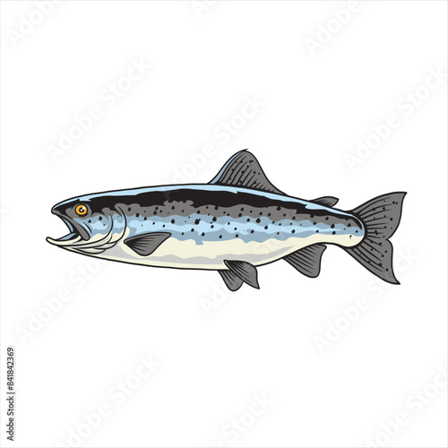 Vector Illustration of Steelhead Trout Fish with Vintage Illustration