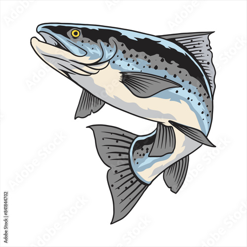 Vector Illustration of Steelhead Trout Fish with Vintage Illustration