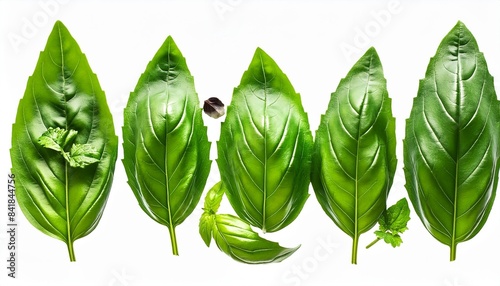 seasoning herb fresh leaves basil isolated on transperent background photo