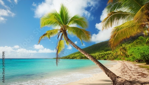 palm tree leaning over a tropical beach in guadeloupe