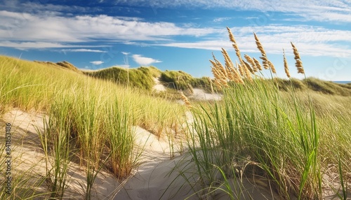 summer landscape with sea oats and grass dunes
