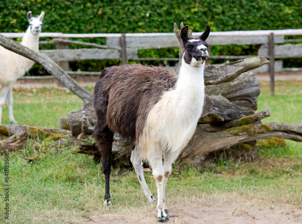 Obraz premium Colorful llama grazes on a green lawn. Animal breeding farm for wool and meat. The concept of exotic, ecological and photo tourism in Latvia