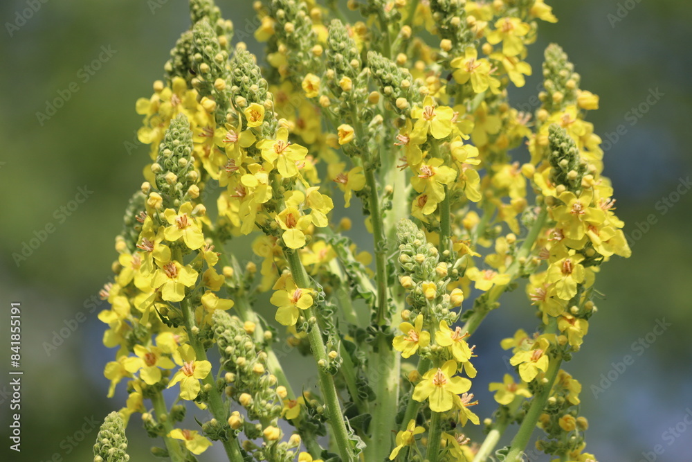 Verbascum phlomoides, commonly called orange mullein or wooly mullein. Verbascum phlomoides, commonly called orange mullein or wooly mullein.