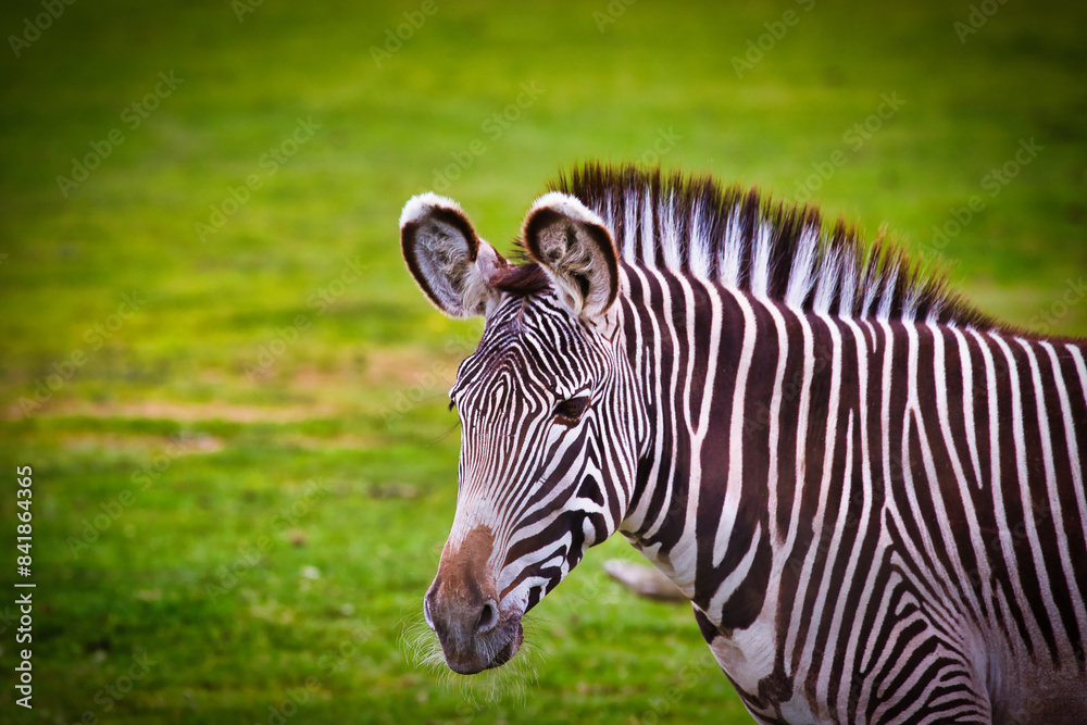 Close-up of a zebra on a grassy field Close-up of a zebra on a grassy field
