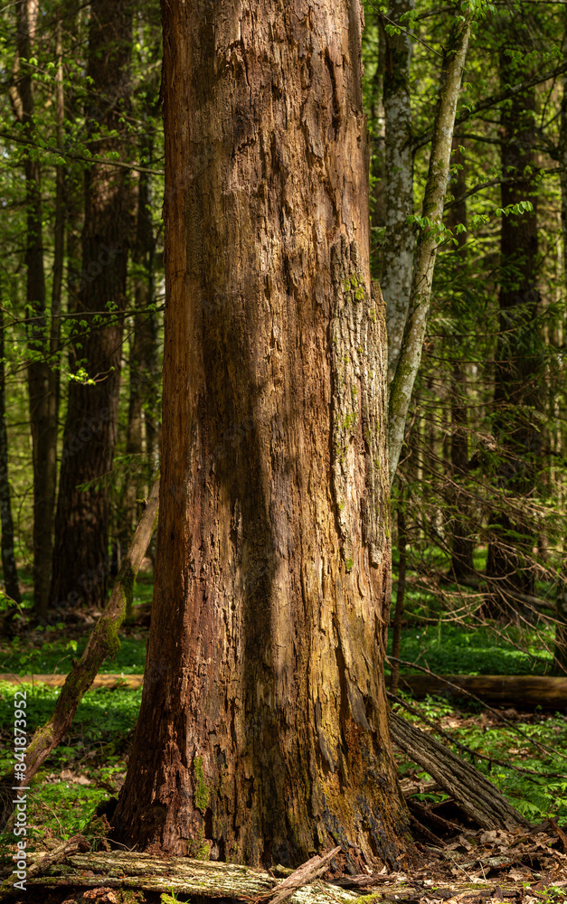 Fototapeta premium Large oak tree in the wild, forest area