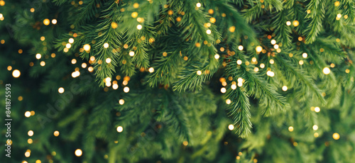 A close-up of a young fir branch with a garland in the summer.