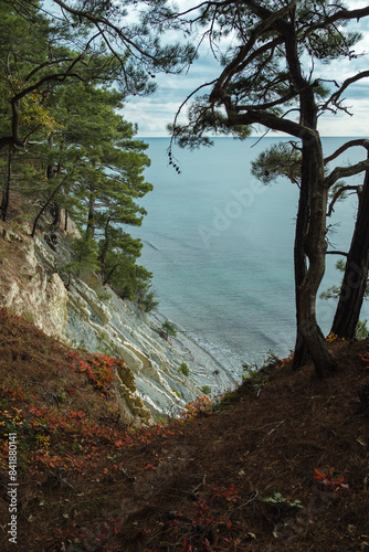 A serene coastal view from a cliff, framed by tall, twisted pine trees. The rocky shoreline and calm, blue sea create a peaceful atmosphere, with autumn foliage adding a touch of color.