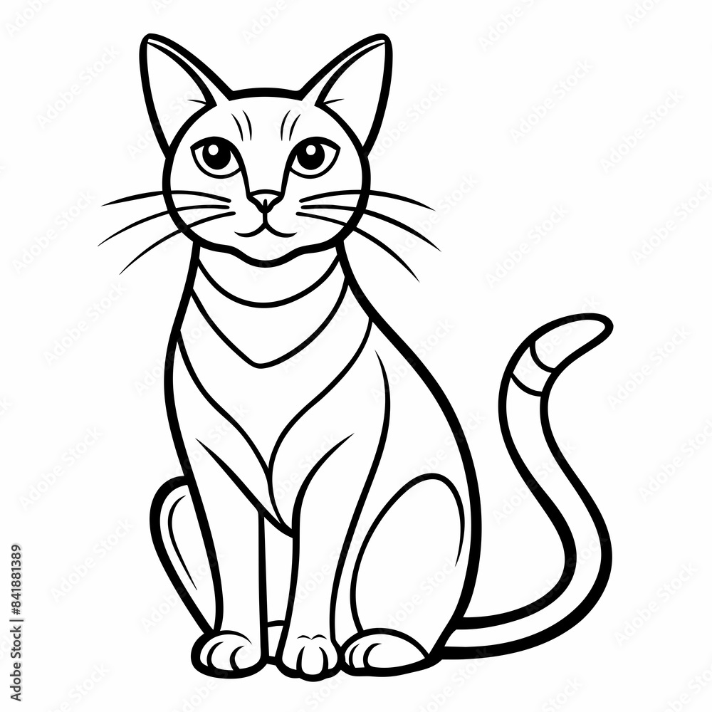 black and white cat black and white cat