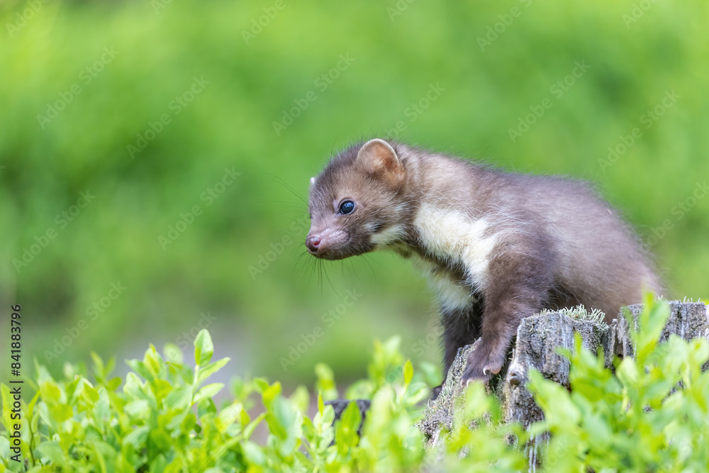 Side view of cute marten sitting on a tree stump. Horizontally. Side view of cute marten sitting on a tree stump. Horizontally.