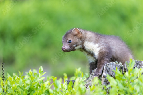 Side view of cute marten sitting on a tree stump. Horizontally. 