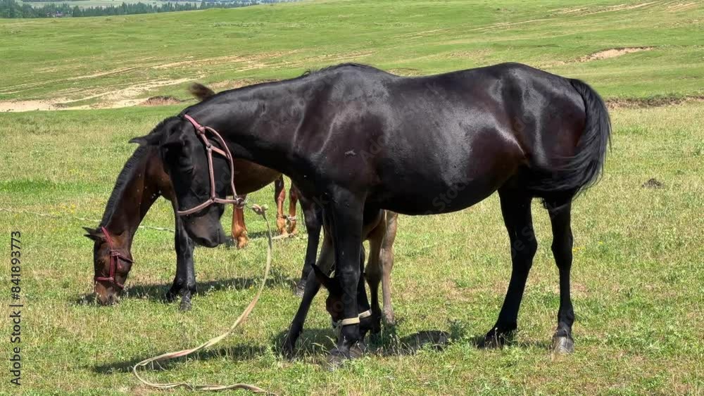 Black horse waving its head Black horse waving its head