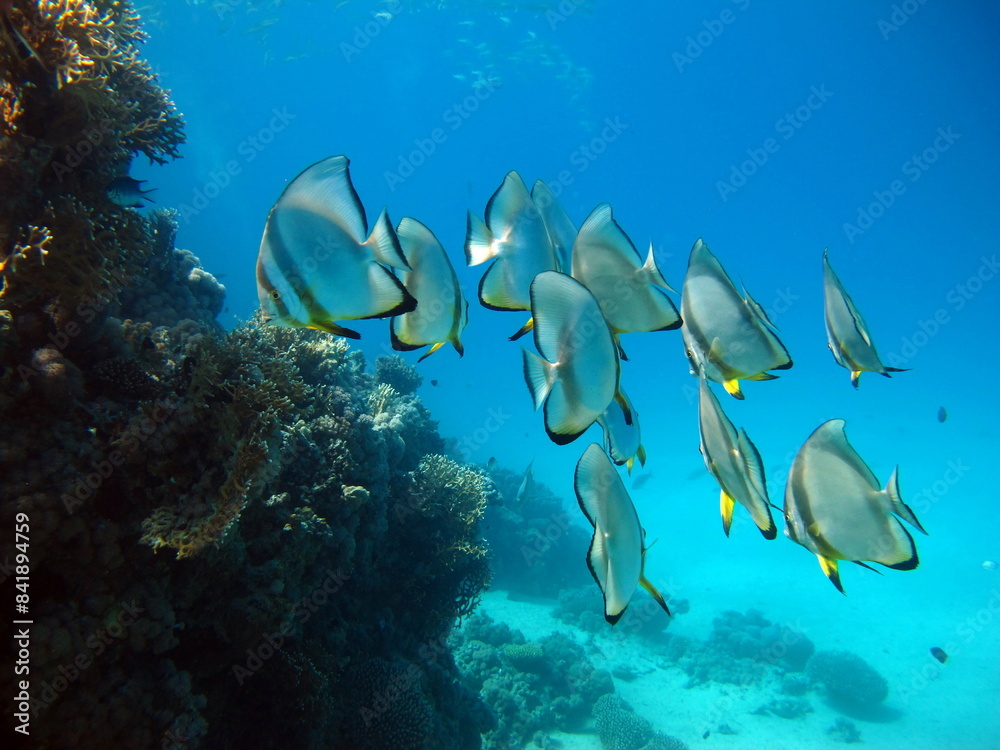 Fototapeta premium Colorful tropical fish on a coral reef, amazingly beautiful fairy world. In the coral gardens of the Red Sea.