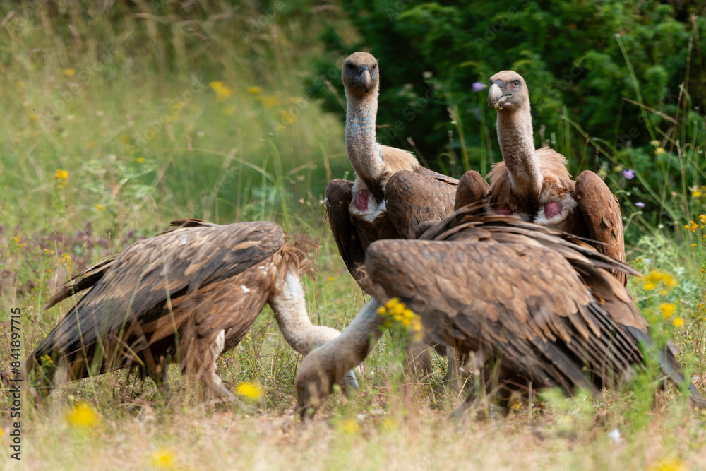 Vautour fauve,.Gyps fulvus, Griffon Vulture, Parc naturel régional des grands causses 48, Lozere, France Vautour fauve,.Gyps fulvus, Griffon Vulture, Parc naturel régional des grands causses 48, Lozere, France