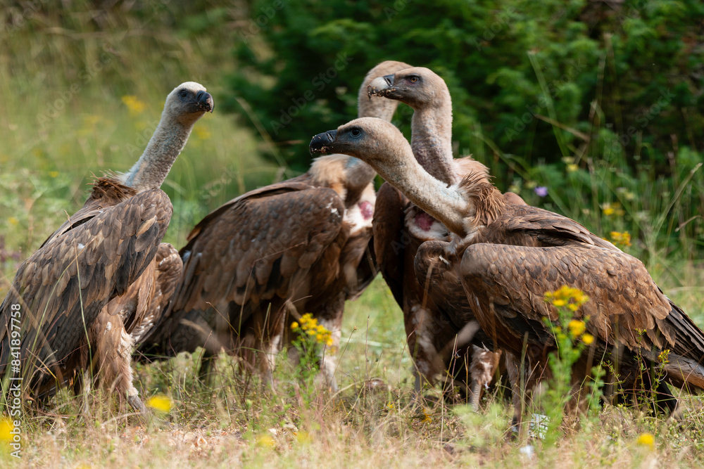 Obraz premium Vautour fauve,.Gyps fulvus, Griffon Vulture, Parc naturel régional des grands causses 48, Lozere, France