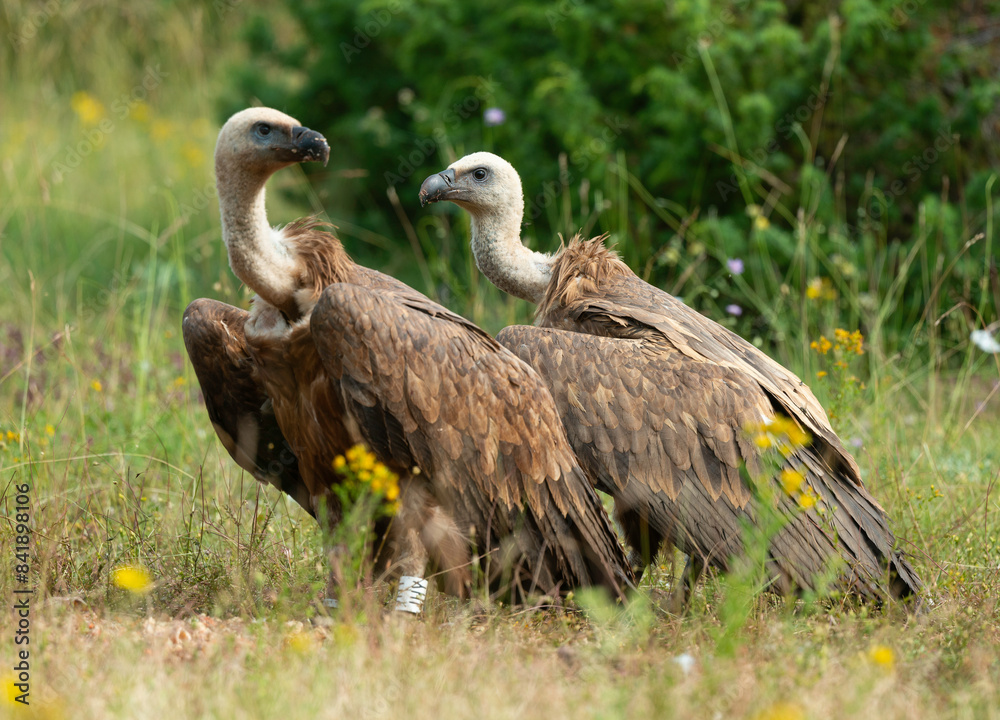 Vautour fauve,.Gyps fulvus, Griffon Vulture, Parc naturel régional des grands causses 48, Lozere, France Vautour fauve,.Gyps fulvus, Griffon Vulture, Parc naturel régional des grands causses 48, Lozere, France
