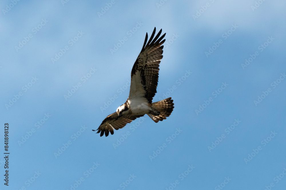 Fototapeta premium Balbuzard pêcheur, Pandion haliaetus, Western Osprey
