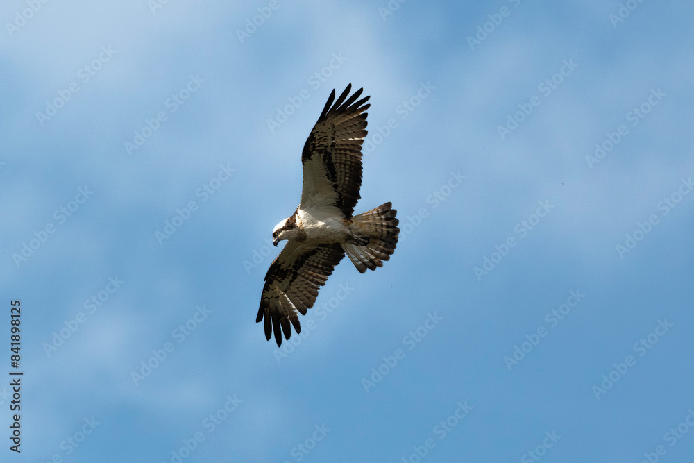 Balbuzard pêcheur, Pandion haliaetus, Western Osprey Balbuzard pêcheur, Pandion haliaetus, Western Osprey