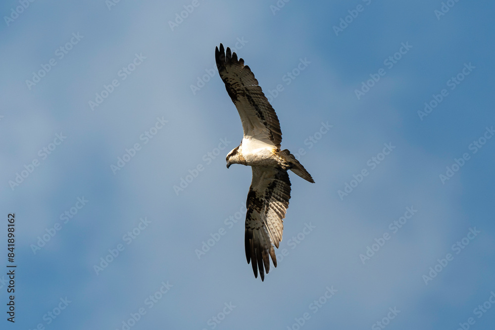 Balbuzard pêcheur, Pandion haliaetus, Western Osprey Balbuzard pêcheur, Pandion haliaetus, Western Osprey