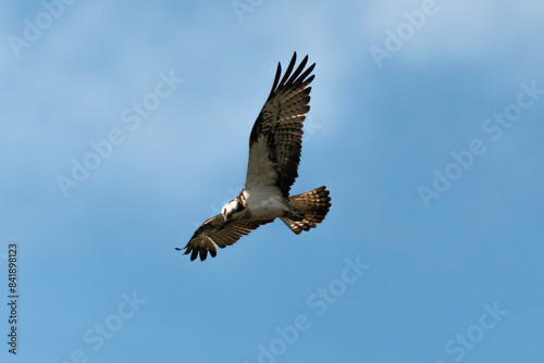 Balbuzard p  cheur  Pandion haliaetus  Western Osprey