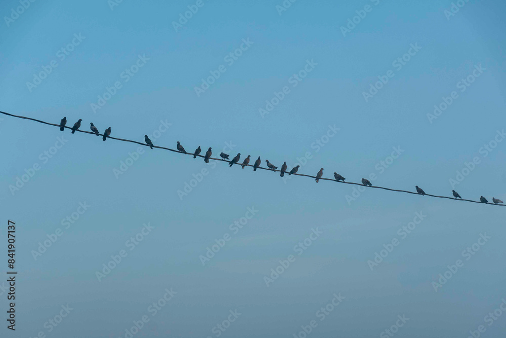 landscape from a foggy morning, sunrise in the fog, a family of birds on power lines landscape from a foggy morning, sunrise in the fog, a family of birds on power lines