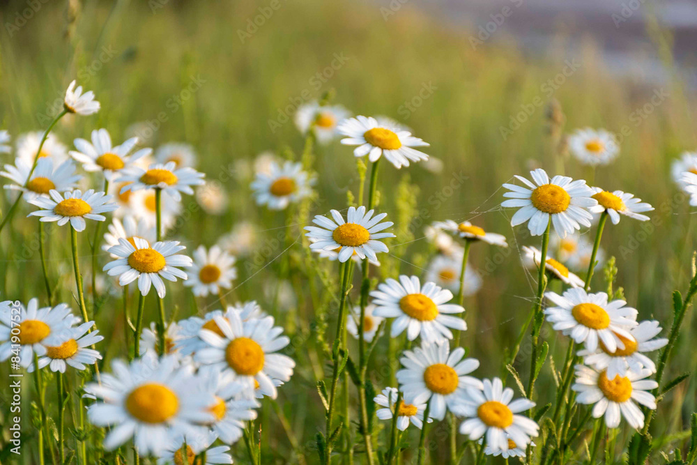 landscape from a foggy morning, sunrise in the fog, white daisies in the meadow