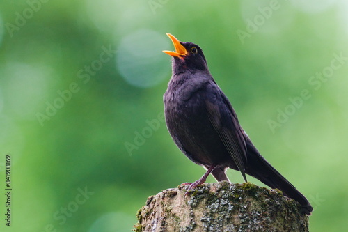 Eurasian blackbird aka The common blackbird or Turdus merula close-up portrait. Singing with open beak. Funny animal photo. Copy space.