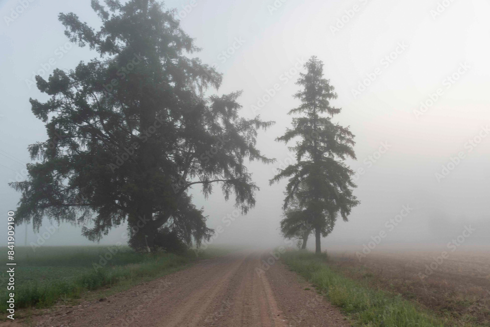 landscape from a foggy morning, sunrise in the fog, blurred and blurred silhouettes of trees and plants landscape from a foggy morning, sunrise in the fog, blurred and blurred silhouettes of trees and plants