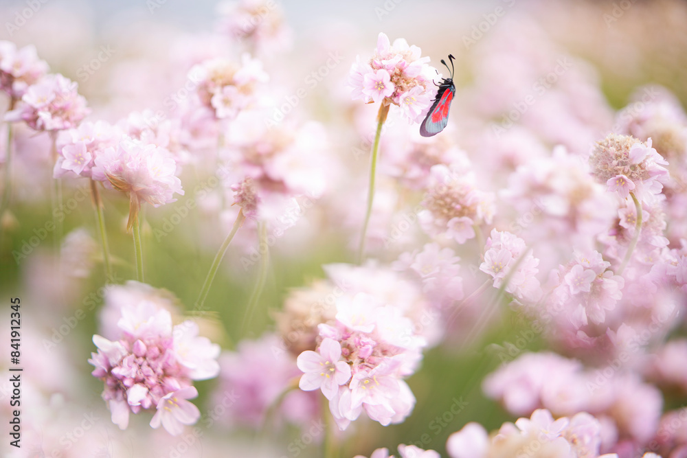 Red gypsy moth resting on soft pink blossoms Red gypsy moth resting on soft pink blossoms
