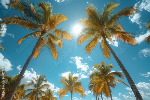 Towering sunlit palm trees on a tropical beach  symbolizing paradise. 