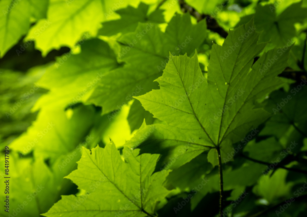 Backlit Leaves Grow Think In Mount Rainier Backlit Leaves Grow Think In Mount Rainier