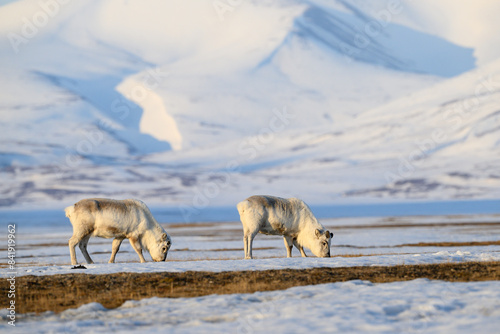 The Svalbard reindeer  Rangifer tarandus platyrhynchus  in early spring