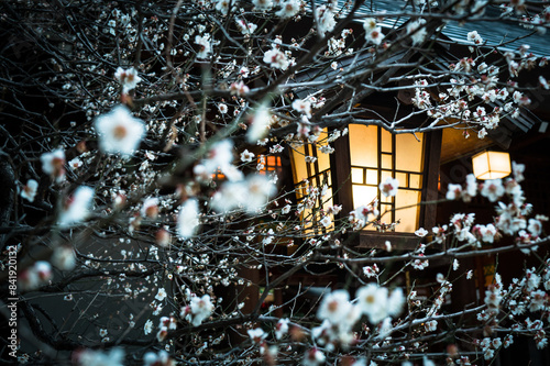 Photography cherry blossom